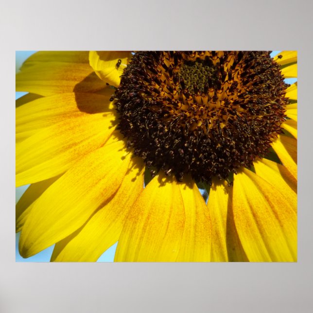 Impresión de Poster de girasol dorado (Frente)
