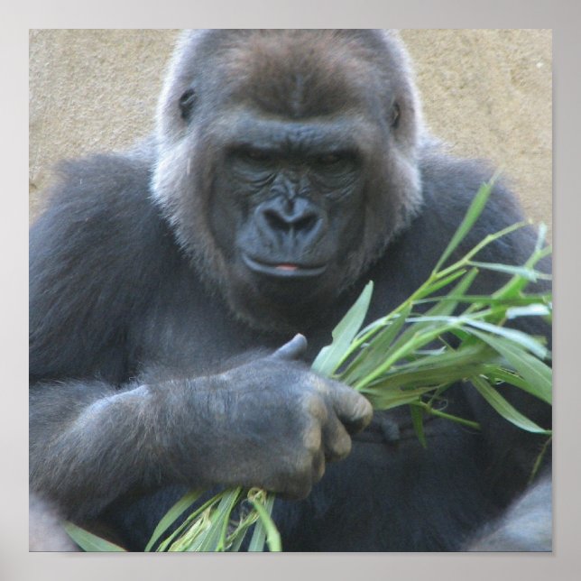 Impresión de Poster de gorilas de Silverback (Frente)