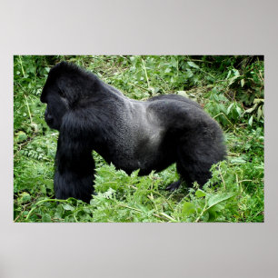 Impresión de poster de gorilas de Silverback