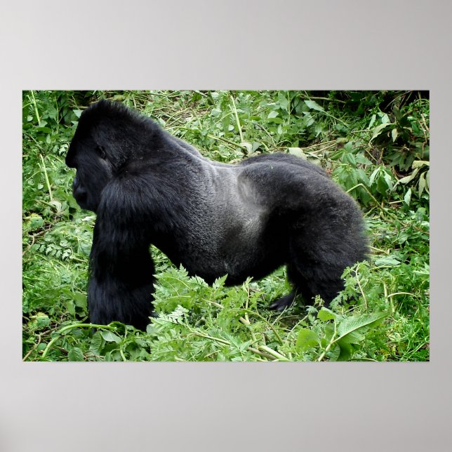 Impresión de poster de gorilas de Silverback (Frente)