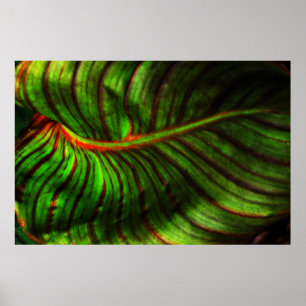 Impresión de Poster de hoja de cana a rayas brilla