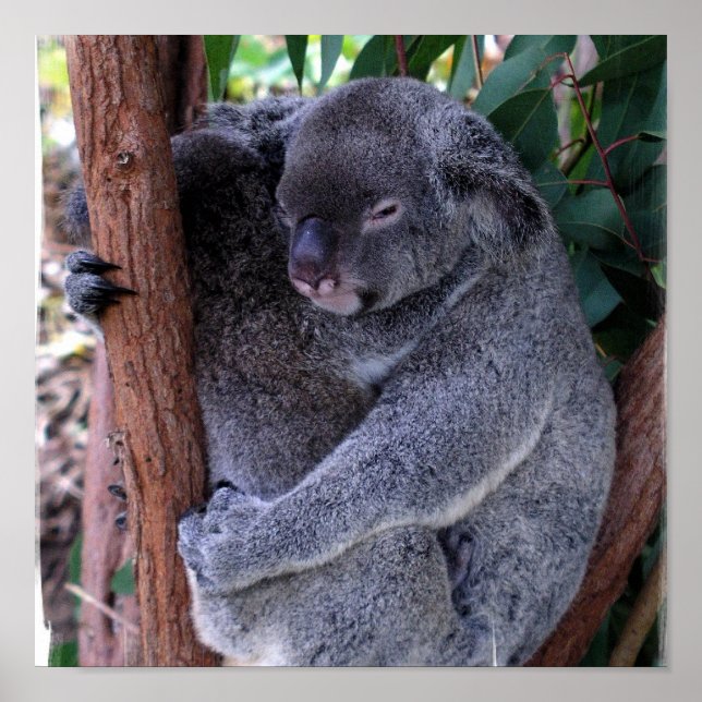 Impresión de Poster de la familia Koala (Frente)