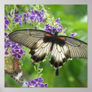 Impresión de Poster de la leyenda de mariposas