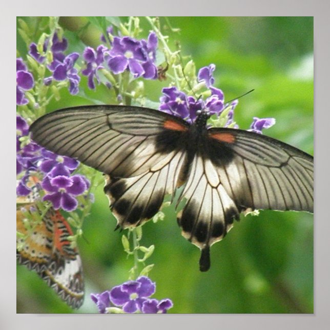 Impresión de Poster de la leyenda de mariposas (Frente)