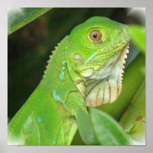 Impresión de Poster de lagarto verde