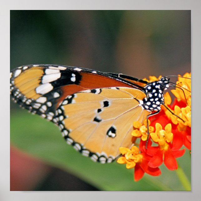 Impresión de Poster de mariposa de reina (Frente)