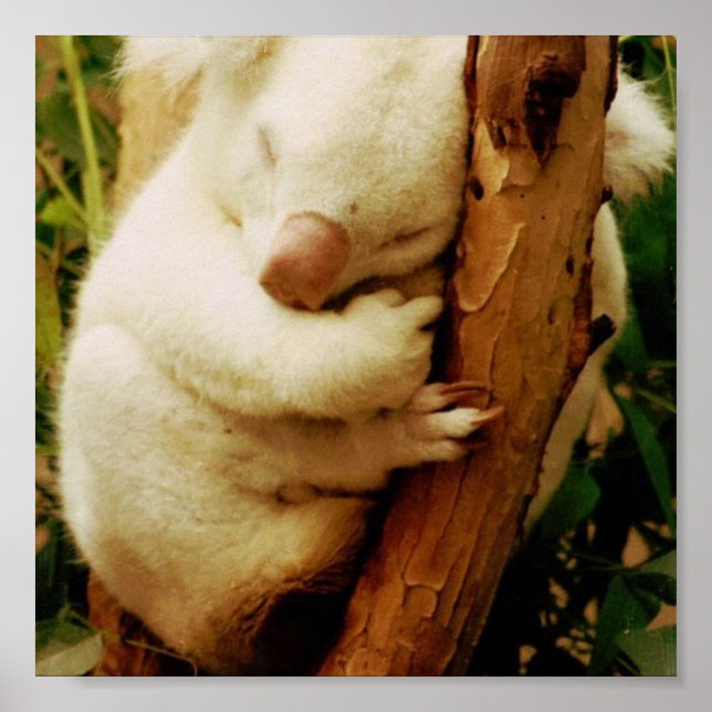 Impresión de Poster de oso de Koala blanco (Frente)