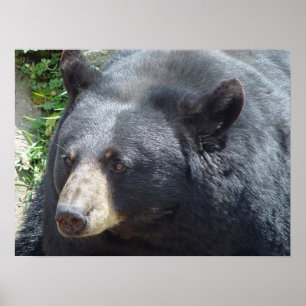 Impresión de Poster de oso negro