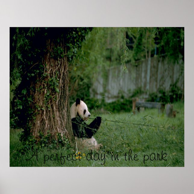 Impresión de poster de oso panda (Frente)