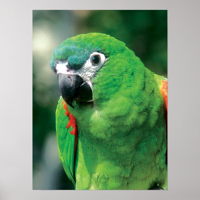 Impresión de Poster de pájaros de loro verde (Frente)