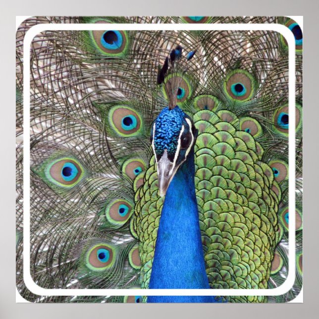 Impresión de Poster de pavo real (Frente)