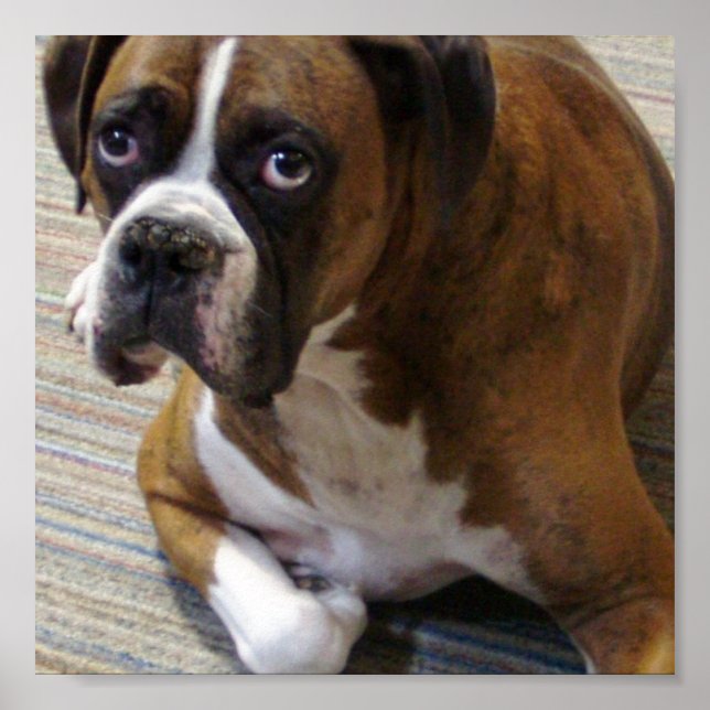 Impresión de Poster de perro Boxer (Frente)