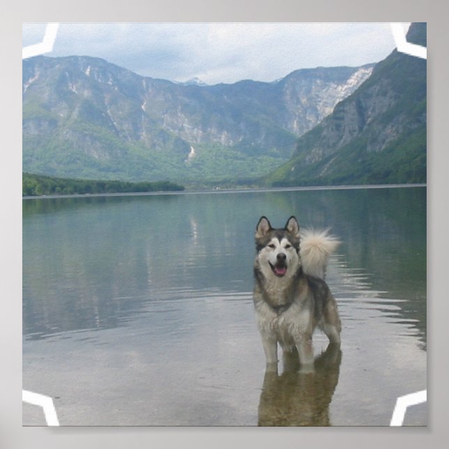 Impresión de Poster de Perro Malamute (Frente)