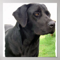 Impresión de Poster de perro recuperador de Labrad