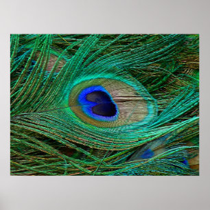 Impresión de Poster de plumas de pavo real azul in