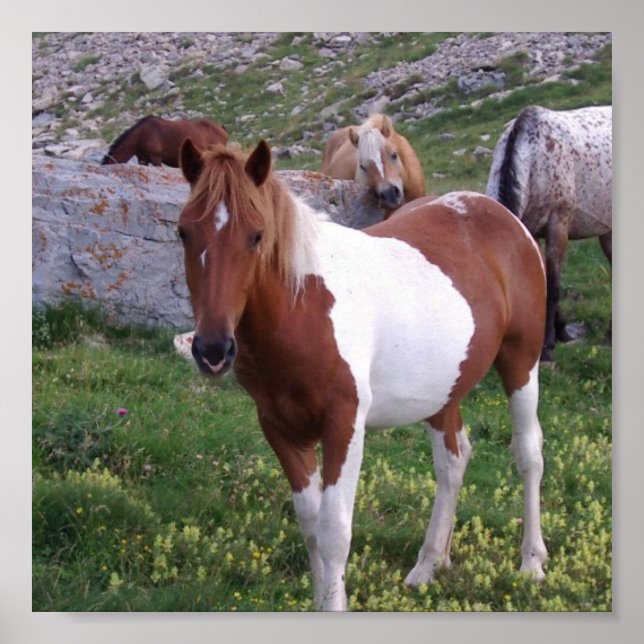 Impresión de Poster de Pony Indio (Frente)