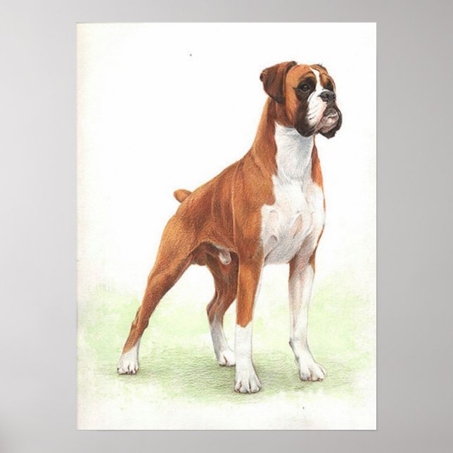 Impresión de Poster de retrato de perro boxer (Frente)