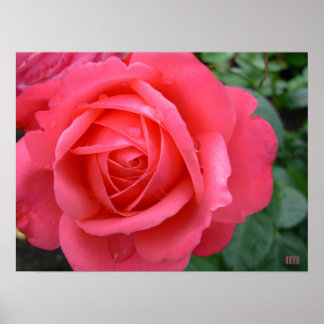 Impresión de Poster de Rosa de bellas flores