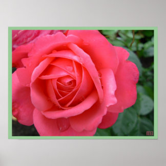 Impresión de Poster de Rosa de bellas flores