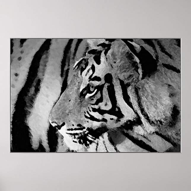 Impresión de Poster de tigres blancos y negros (Frente)