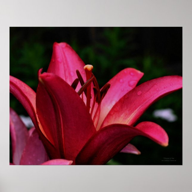 Impresión de Poster floral de Lily roja macro (Frente)