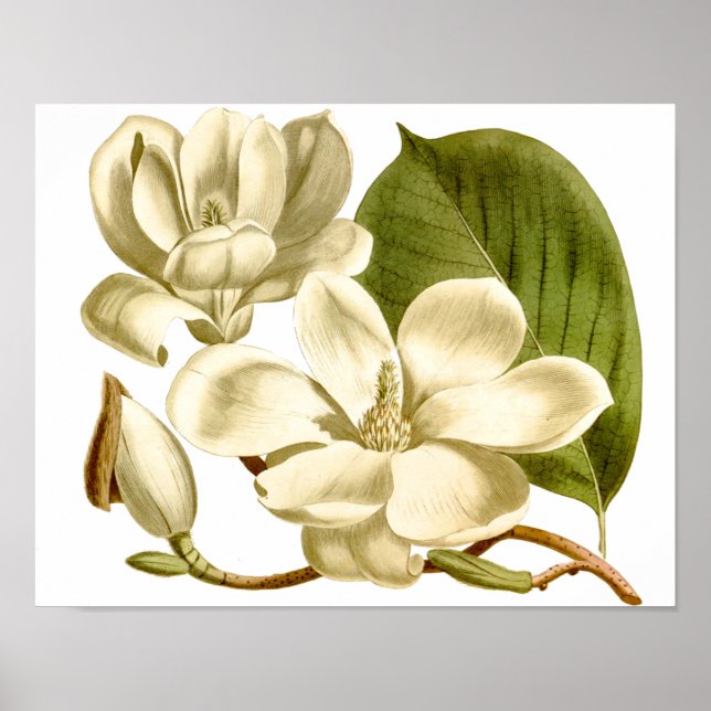 Impresión de Poster floral de magnolias blancas (Frente)