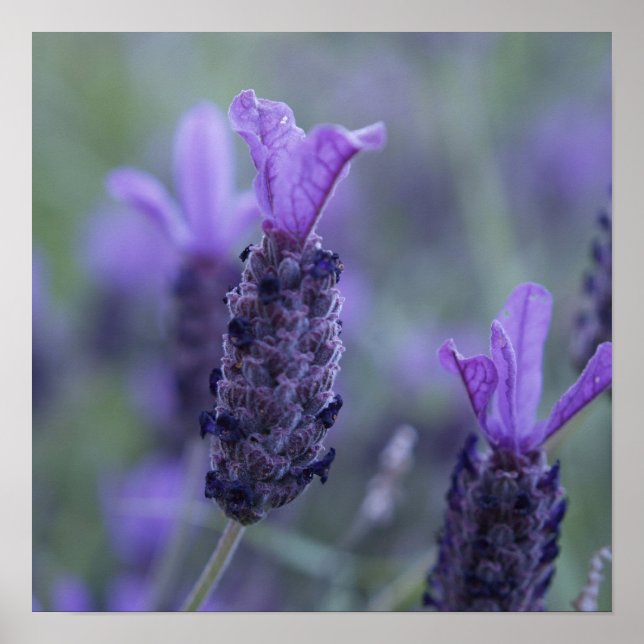 Impresión de Poster fotográfico de flores de lavan (Frente)