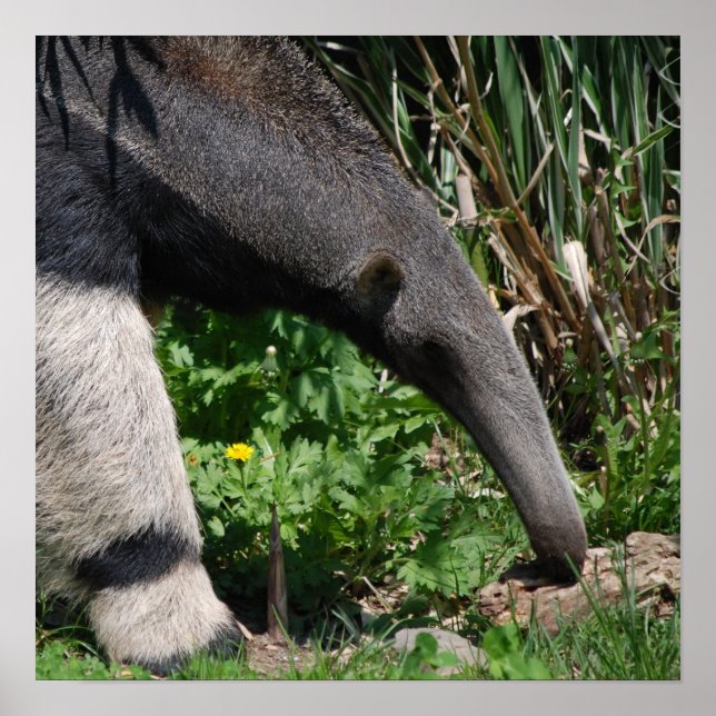 Impresión de Poster fotográfico gigante Anteater (Frente)