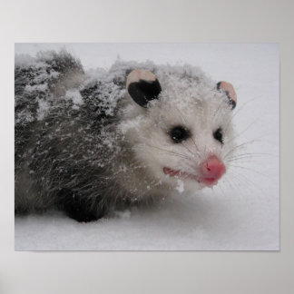 Impresión de Poster Gizmo