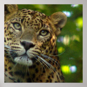 Impresión de Poster Leopard