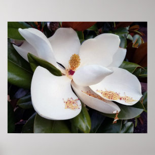 Impresión de Poster magnolia blanco cremoso