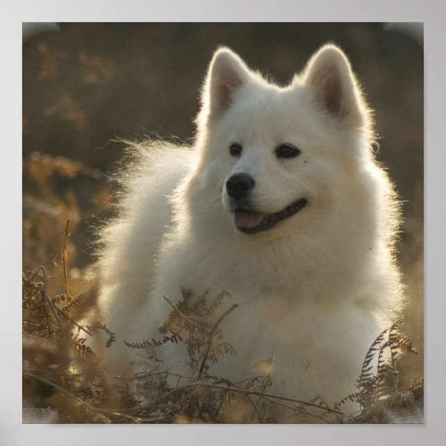 Impresión de Poster Samoyed (Frente)