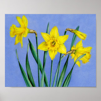 Impresión de posters de arte fino botánico Daffodi