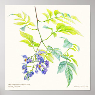 Impresión de posters de arte fino botánico de Sola