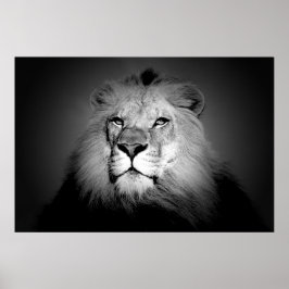 Impresión de Posters de leones blancos y negros