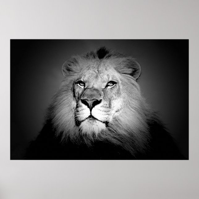 Impresión de Posters de leones blancos y negros (Frente)