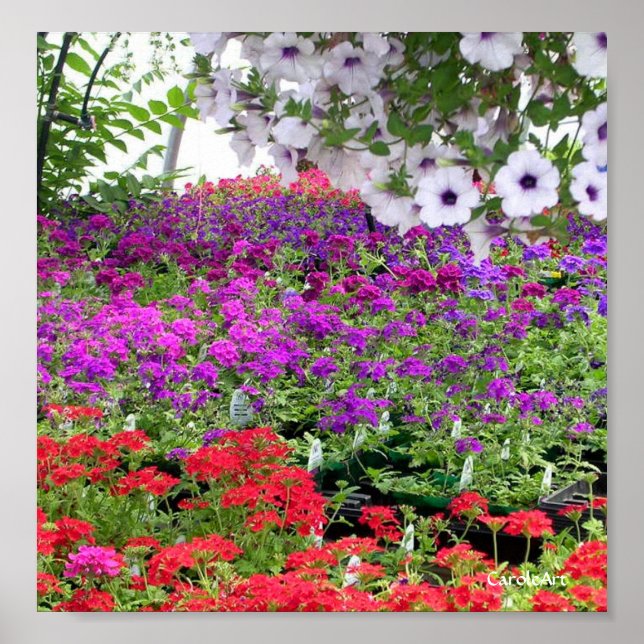 Impresión de profusión de flores moradas (Frente)