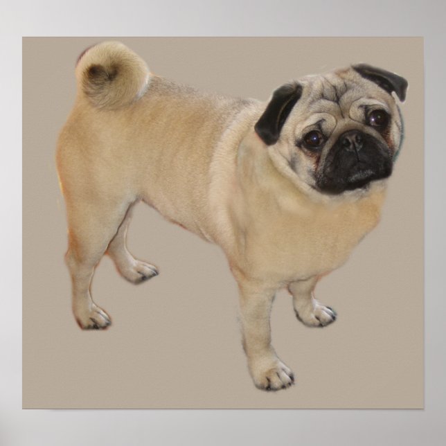 Impresión de pug (Frente)