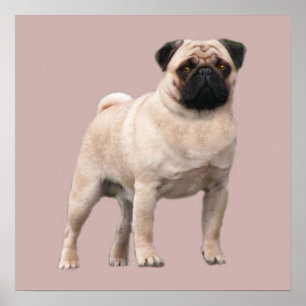 Impresión de pug