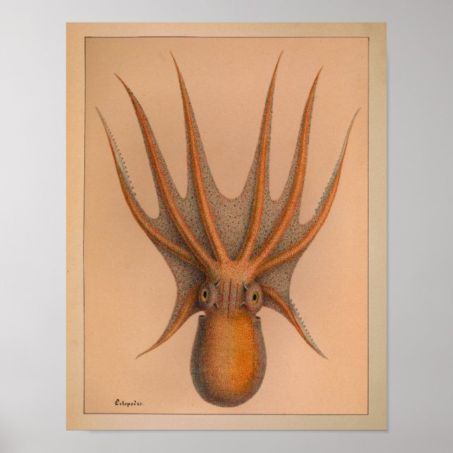 Impresión de pulpo en color de época de 1851 (Frente)