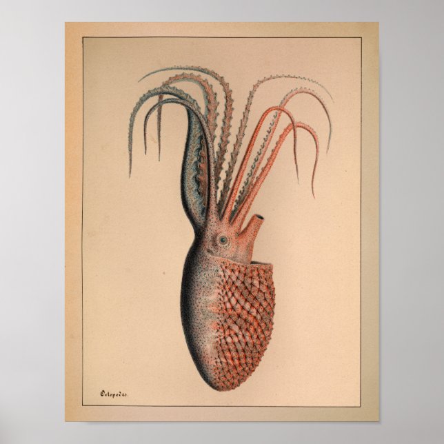 Impresión de pulpo en color de época de 1851 (Frente)