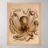 Impresión de pulpo en color de época de 1851