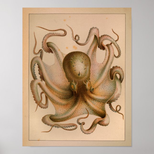 Impresión de pulpo en color de época de 1851 (Frente)