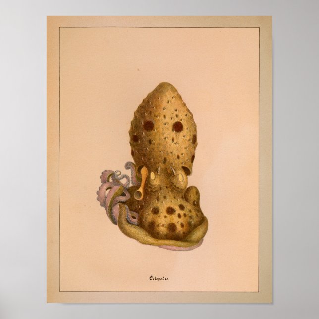 Impresión de pulpo en color de época de 1851 (Frente)
