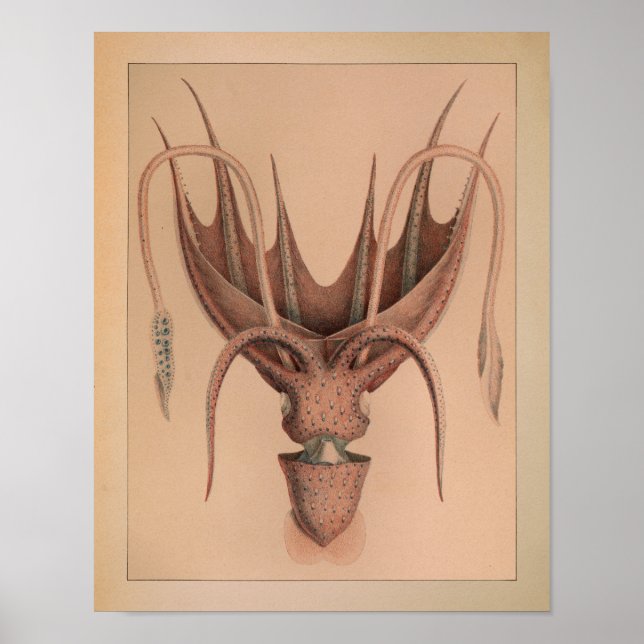 Impresión de pulpo en color de época de 1851 (Frente)