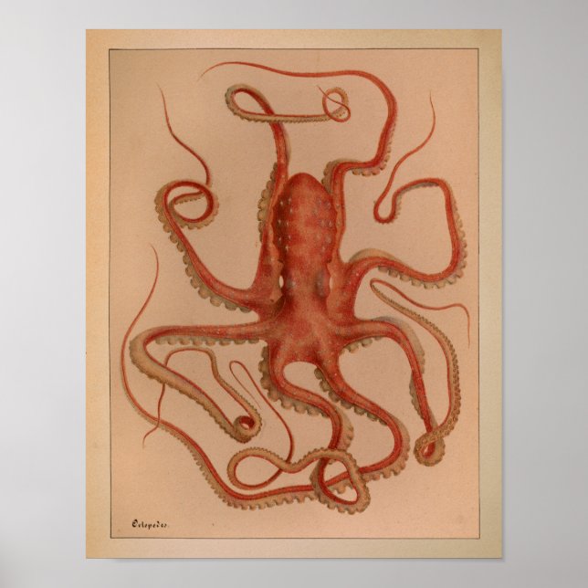 Impresión de pulpo en color de época de 1851 (Frente)