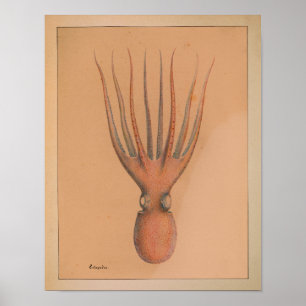 Impresión de pulpo en color de época de 1851