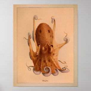 Impresión de pulpo en color de época de 1851