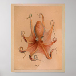 Impresión de pulpo en color de época de 1851