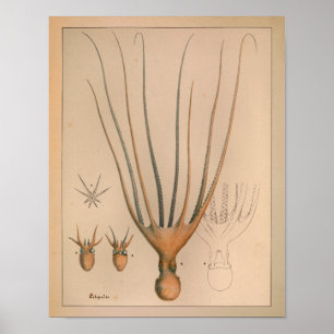 Impresión de pulpo en color de época de 1851